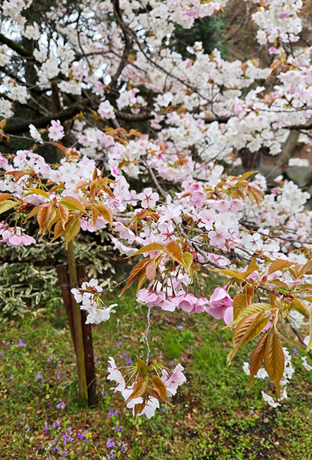 桜の季節